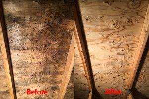 attic mold removal services in Mississauga, Ontario