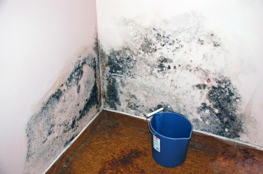 level 2 mold contamination Mississauga Ontario