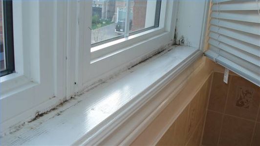 mold removal services in Mississauga, Ontario