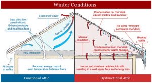 Mold in Attic Mississauga, ontario